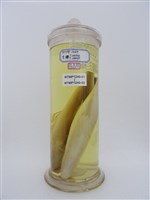 藏品(虱目魚)的圖片